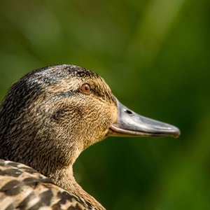 Untitled (42 Of 118).jpg